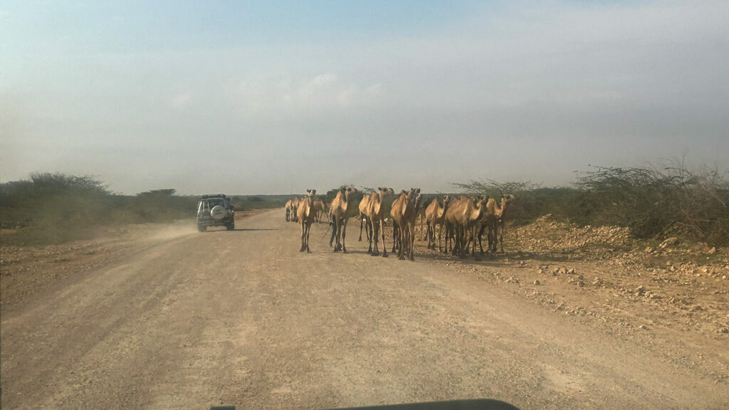 Utsikt av en väg i Somaliland med en hjord kameler på vägen och en bil lite längre bort.