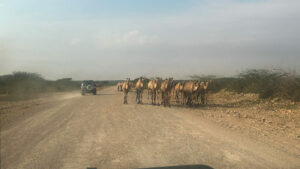 Utsikt av en väg i Somaliland med en hjord kameler på vägen och en bil lite längre bort.
