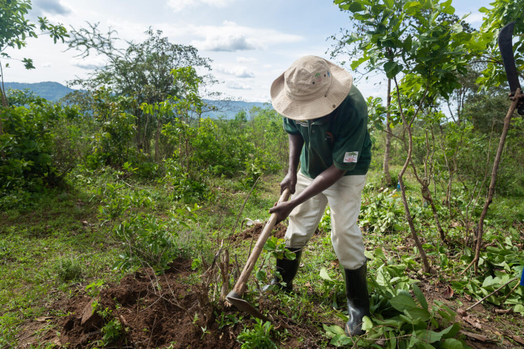 En kenyansk småbrukare använder sig av FMNR metoden.